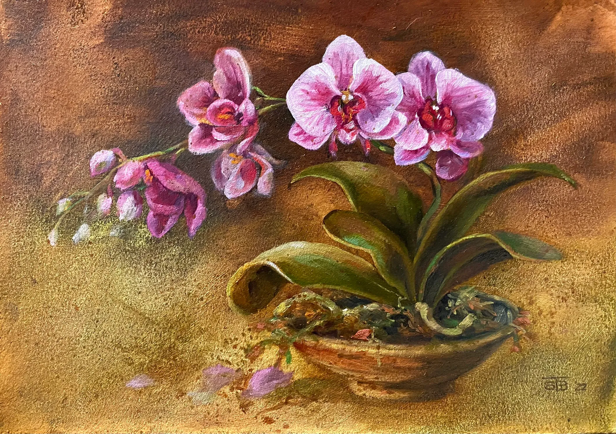 Pink Orchids