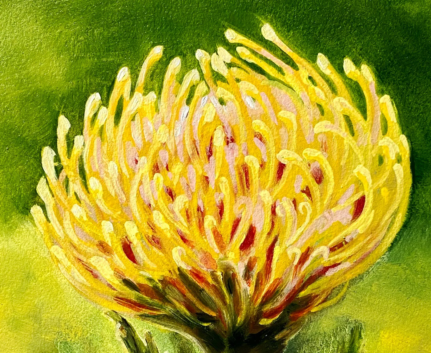 Pincushion-Protea_B