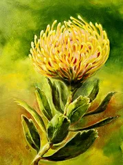 Pincushion-Protea_H